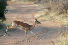 Impala Ewe Leaping Over A Dirt Road