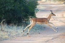 Impala In Midair While Leaping