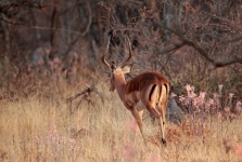 Impala Ram In Winter Grass