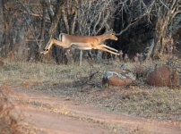 Impala Ram Soaring Across Dirt Road