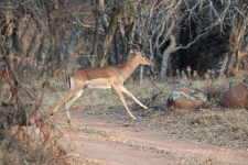 Impala Ram Taking Off