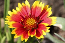 Indian Blanket Flower Close-up