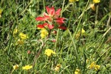 Indian Paintbrush And Yellow Flower