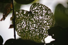 Insect Eaten Network Of Leaf