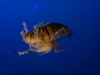 Japanese Sea Nettle Jellyfish