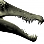 Jaws Of Spinosaurus
