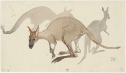 Kangaroo Macropodidae