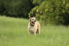Labrador Retriever In Country Field