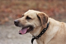 Labrador Retriever Profile Portrait
