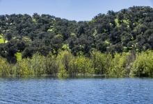 Lake, Marsh, Mountains And Trees