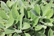 Lamb's Ear And Morning Dew