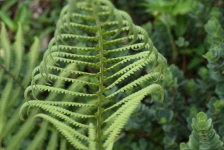 Large Fern Leaf Closeup