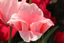 Light Pink Tulip Close-up