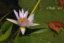 Light Pink Water Lily On A Pond