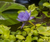 Lily Flower In Pond