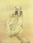 Long-Eared Owl Baby Bird EJ Detmold