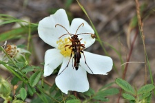 Long Horned Beetles On Wild Rose
