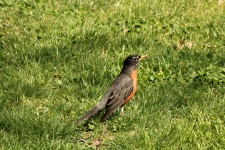 Male Robin In Grass Close-up