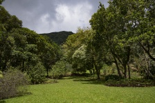 Meadow Of The Rain Forest