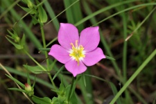Meadow Pink Wildflower Close-up