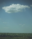 Midwest Cornfield With Cloud