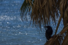 Minah Bird In Palm Tree
