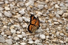 Monarch Butterfly On White Rocks