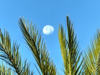 Moon Behind Palm Tree Leaves