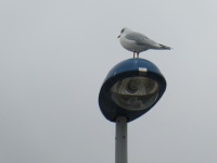 Seagull On A Lamppost