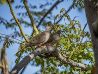 Mourning Dove Pair On Branch