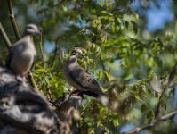 Mourning Dove Pair On Branch