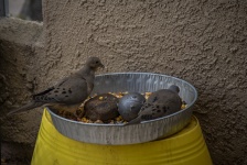 Mourning Doves Eating