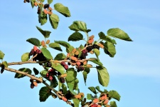 Mulberries On Branch And Blue Sky