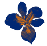 Navy Blue Lily