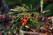 New-Born Pine Cones
