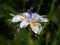 Oil Painting Lily
