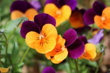 Orange And Purple Pansies Close-up
