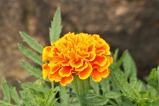 Orange Marigold Close-up 2
