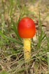 Orange Mushroom In Grass