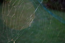 Orb Spider's Web