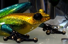 Ornamental Colorful Frog