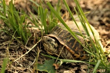 Ornate Box Turtle In Grass