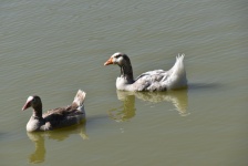 Pair Of Geese