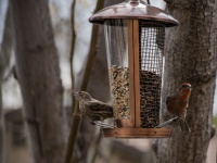 Pair Of House Finches