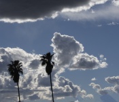 Palm Trees And Clouds