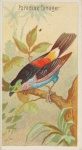 Paradise Tanager Tropical Bird