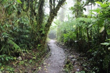 Path In The Rain Forest