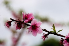 Peach Blossoms With Rain Drops