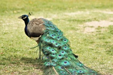 Peacock In Grass