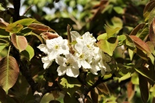 Pear Blossoms And Leaves